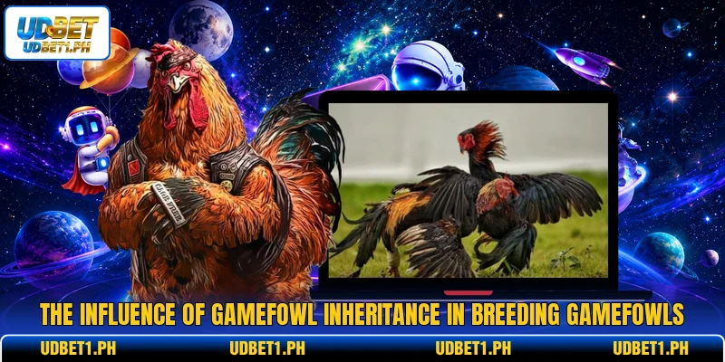 The influence of gamefowl inheritance in breeding gamefowls
